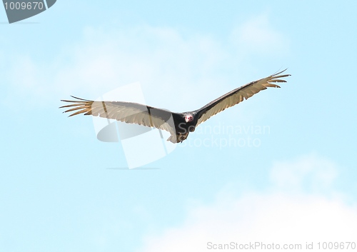 Image of Turkey Vulture