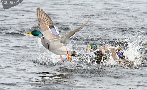 Image of King of the River