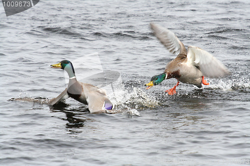 Image of King of the River