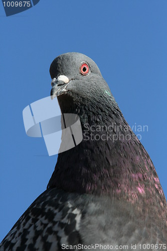 Image of Rock Pigeon