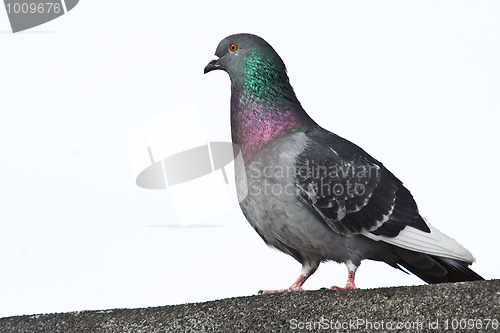 Image of Rock Pigeon