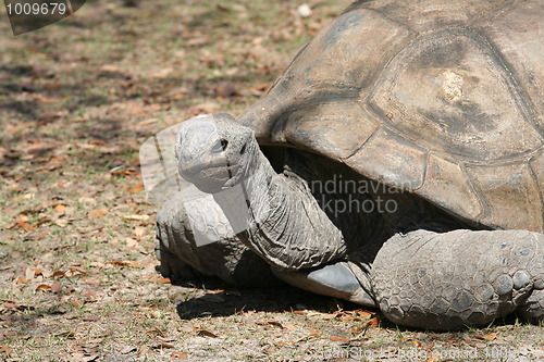 Image of Giant Galapagos Tortoise