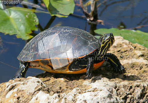 Image of Tortoise