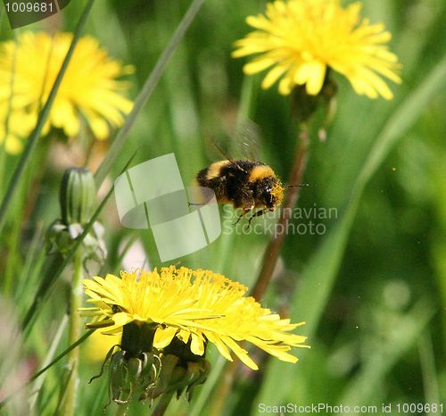 Image of Bumble Bee