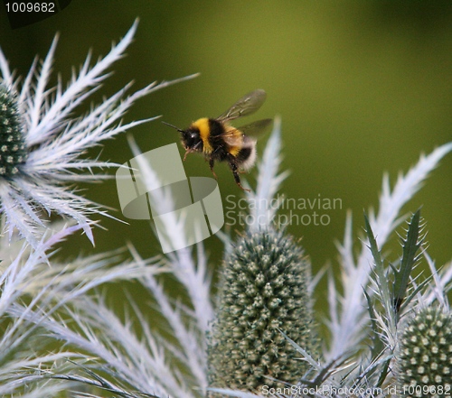 Image of Bumble Bee
