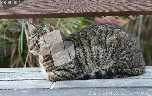 Image of Stray Cat