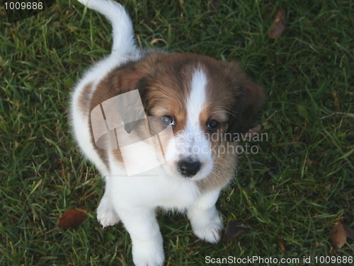 Image of Puppy