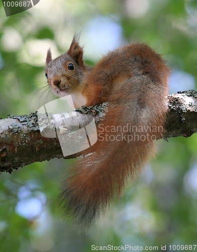 Image of Squirrel