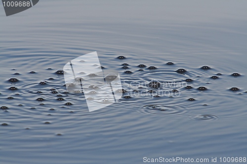 Image of Bubbles