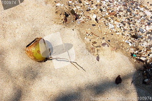Image of Dying Coconut