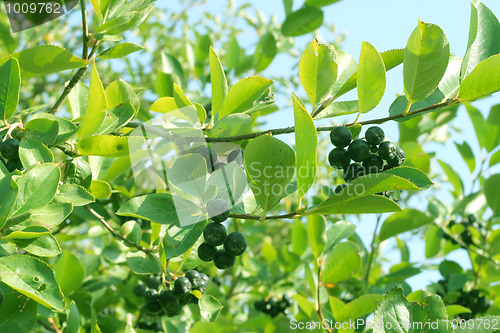 Image of garden plants