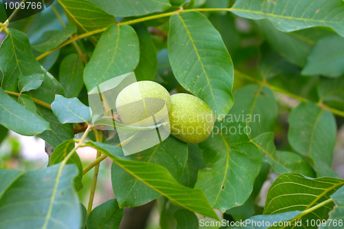 Image of nuts on the tree