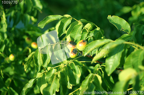 Image of nuts on the tree