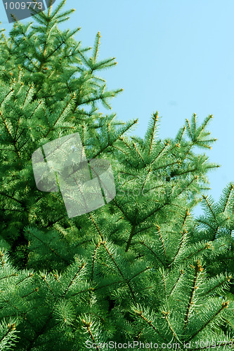 Image of solar pine