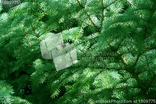 Image of solar pine