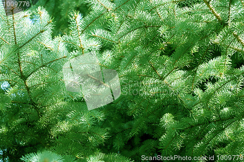 Image of solar pine