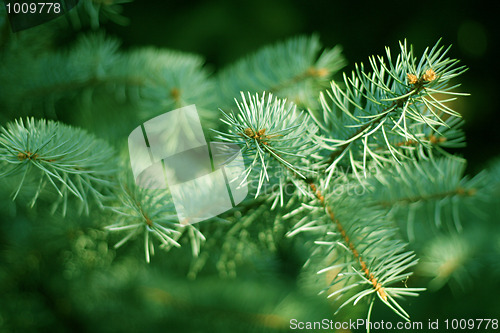 Image of solar pine