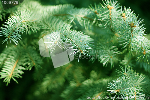 Image of solar pine