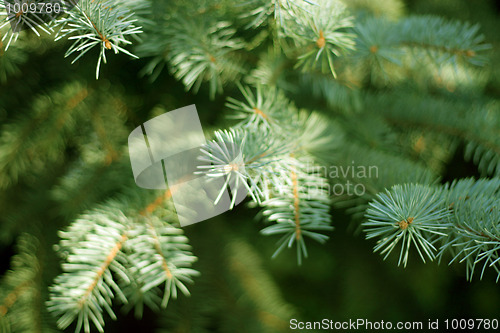 Image of solar pine