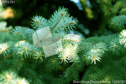 Image of solar pine