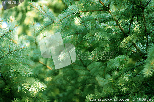 Image of solar pine