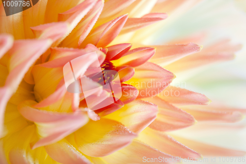Image of Dahlia flower with dew drops
