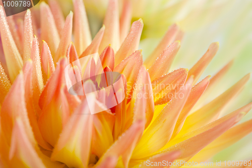 Image of Dahlia flower with dew drops