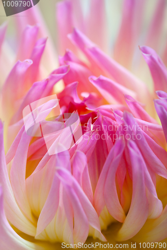 Image of Pastel colored dahlia flower