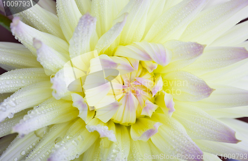 Image of Dahlia flower with dew drops