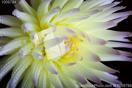 Image of Dahlia flower with dew drops