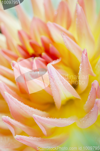 Image of Dahlia flower with dew drops