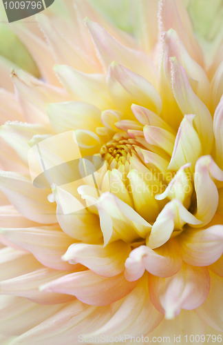 Image of Dahlia flower with dew drops