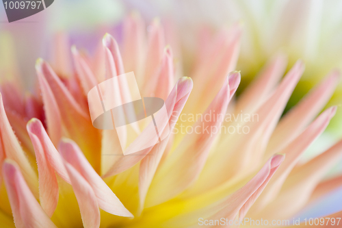 Image of Pastel colored dahlia flower