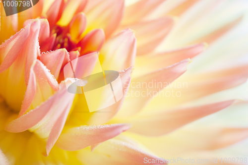 Image of Dahlia flower with dew drops