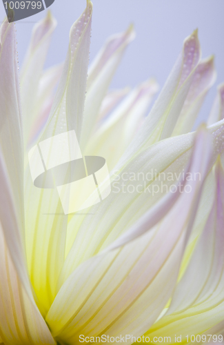 Image of Dahlia flower with dew drops