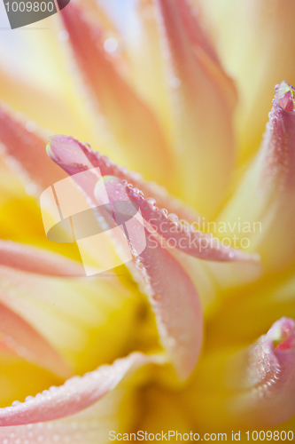 Image of Dahlia flower with dew drops