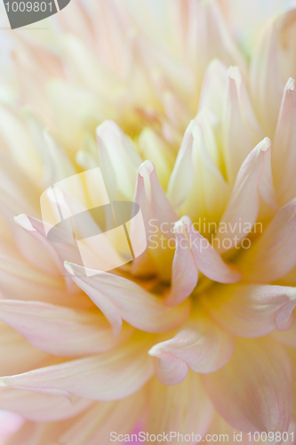 Image of Pastel colored dahlia flower