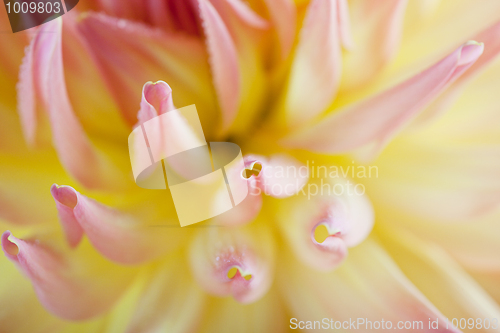 Image of Dahlia flower with dew drops