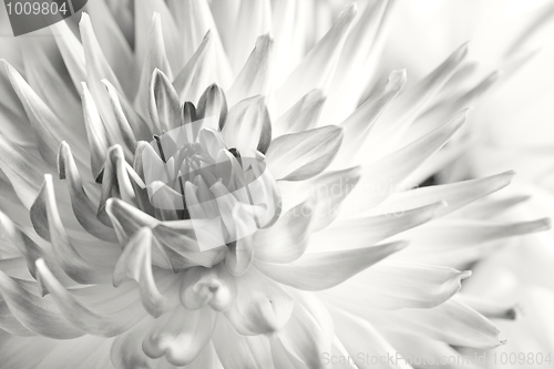 Image of Pastel colored dahlia flower