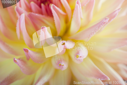 Image of Dahlia flower with dew drops