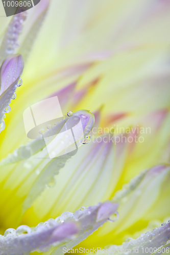 Image of Dahlia flower with dew drops