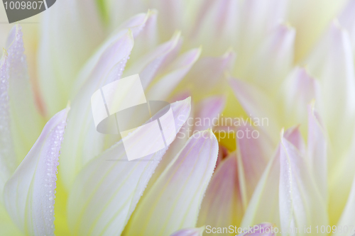 Image of Dahlia flower with dew drops