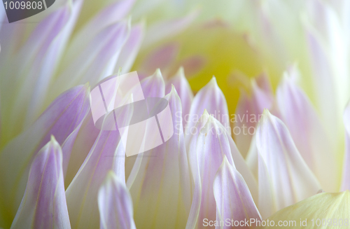 Image of Pastel colored dahlia flower