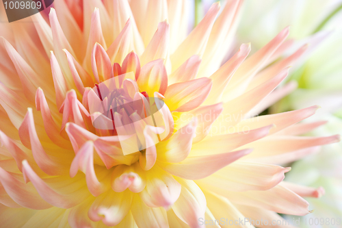 Image of Pastel colored dahlia flower