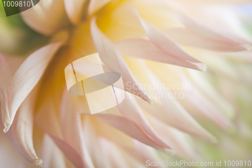 Image of Pastel colored dahlia flower