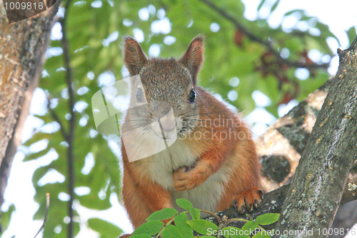Image of Squirrel