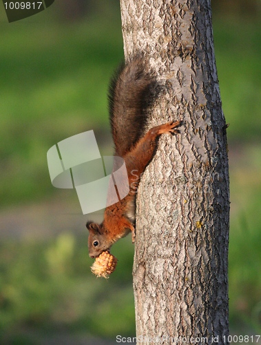 Image of Climbing Squirrel