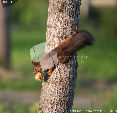 Image of Climbing Squirrel