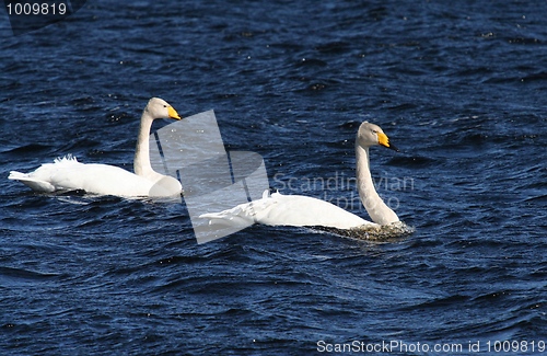 Image of Whooper Swans