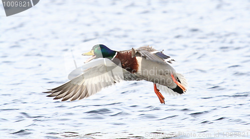 Image of Flying Mallard